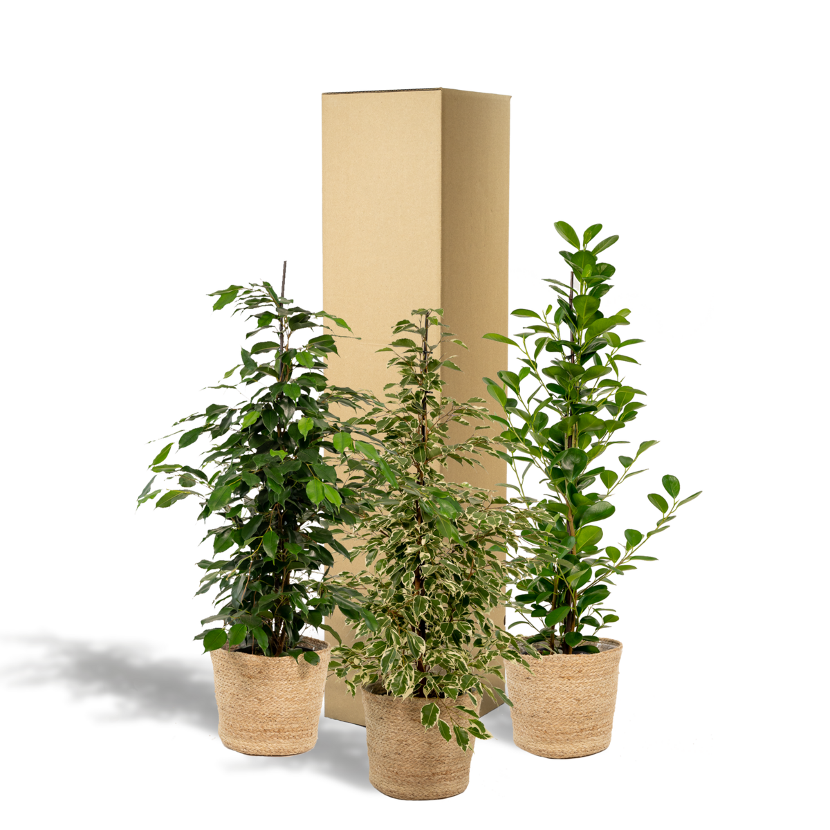 bruchsichere transport- und Versandverpackungen für den ficus benjamina im Set