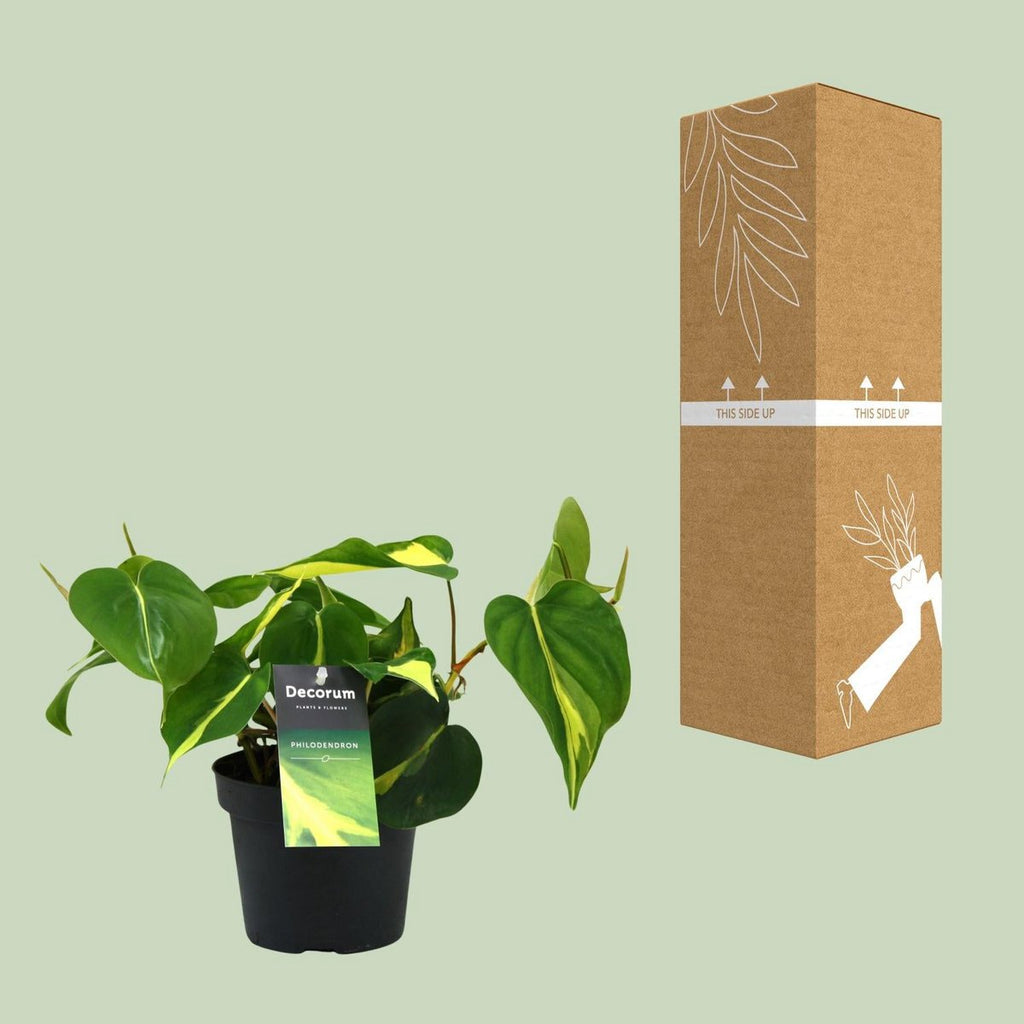 Philodendron Brasil Climbing neben stabiler Versandbox – Pflanze fixiert und transportsicher verpackt
