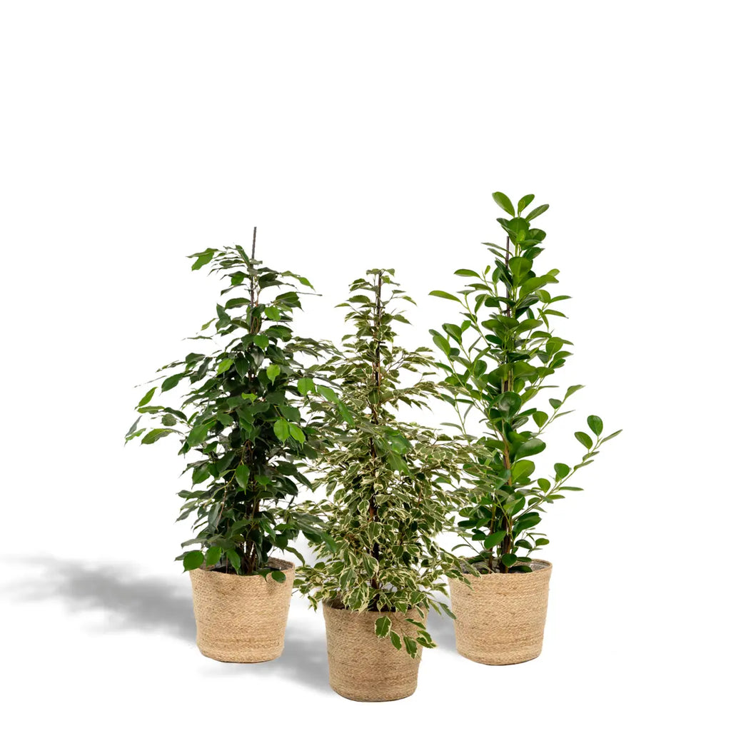 Ficus Mix 4er Set Ø21 cm 95 cm Zimmerpflanzen Gruppe