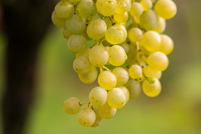 Weinrebe helle Weintraube Phoenix süsse Tafeltraube Wein 60/100 cm pilzfest