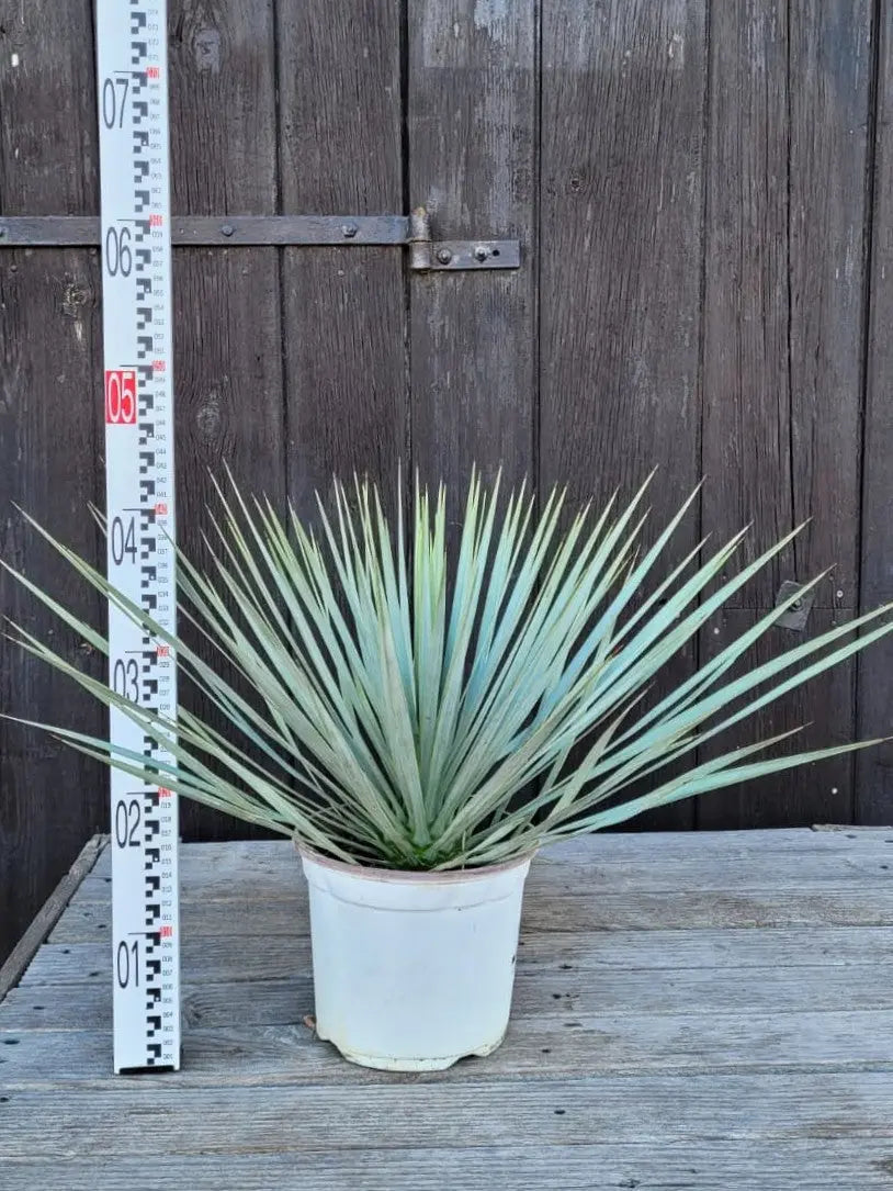Yucca rostrata Blaublättrige Palmlilie