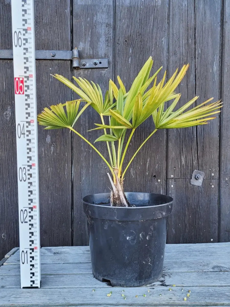 Trachycarpus wagnerianus - Wagner Hanfpalme aus Freilandzucht