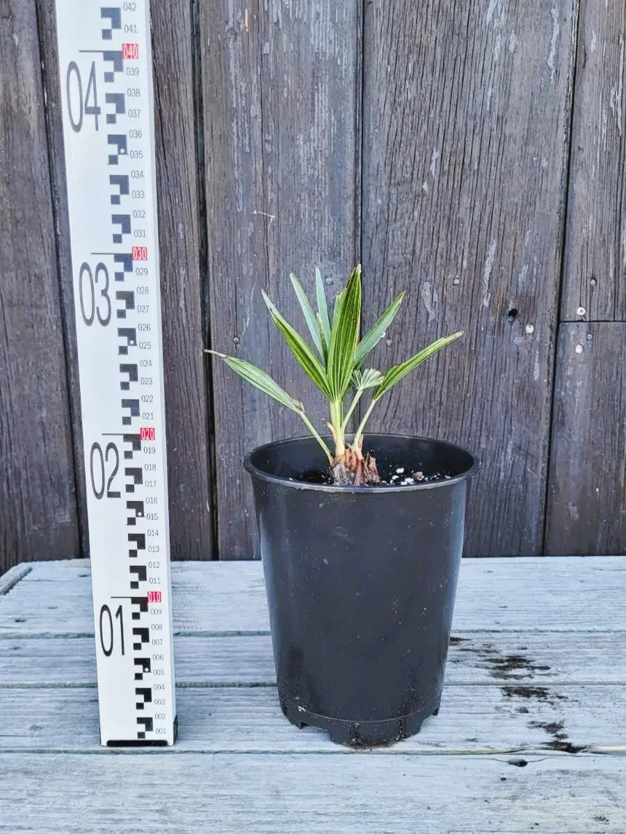 Trachycarpus fortunei - Chinesische Hanfpalme aus Freilandzucht