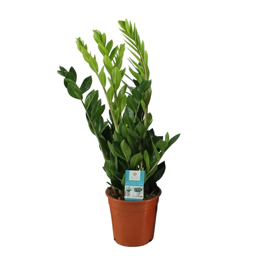 Zamioculcas Zamiifolia Ø17 cm freigestellt – Glücksfeder Zimmerpflanze