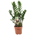 Zamioculcas Zamiifolia Ø17 cm freigestellt – Zimmerpflanze