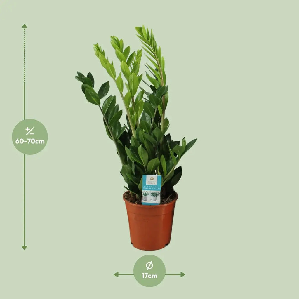 Zamioculcas Zamiifolia – Visualisierung der Lieferhöhe ca. 65 cm