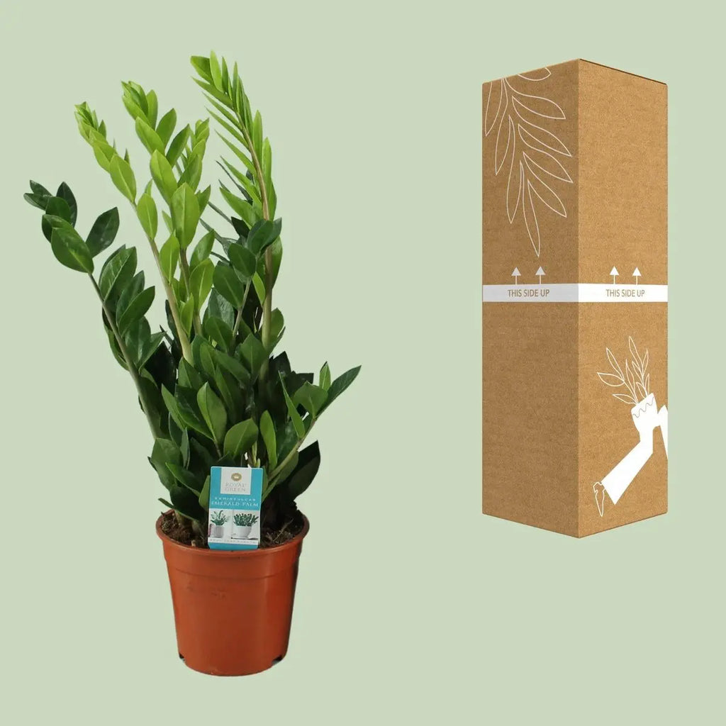 Zamioculcas Zamiifolia neben bruch- und transportsicherer Versandverpackung