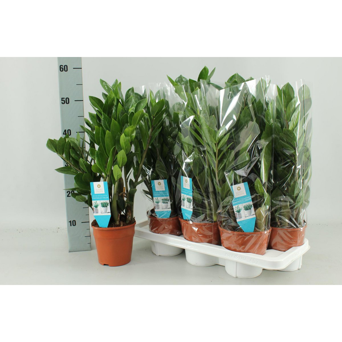Zamioculcas zamiifolia Glücksfeder im Topf – glänzende dunkelgrüne Blätter