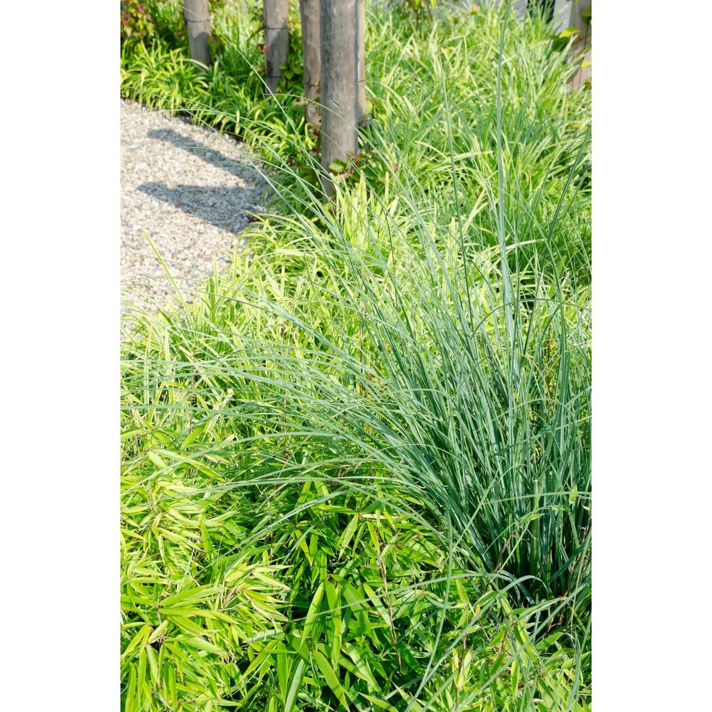 Zoom Blätter Fargesia rufa Bambus im Ø29 cm Topf