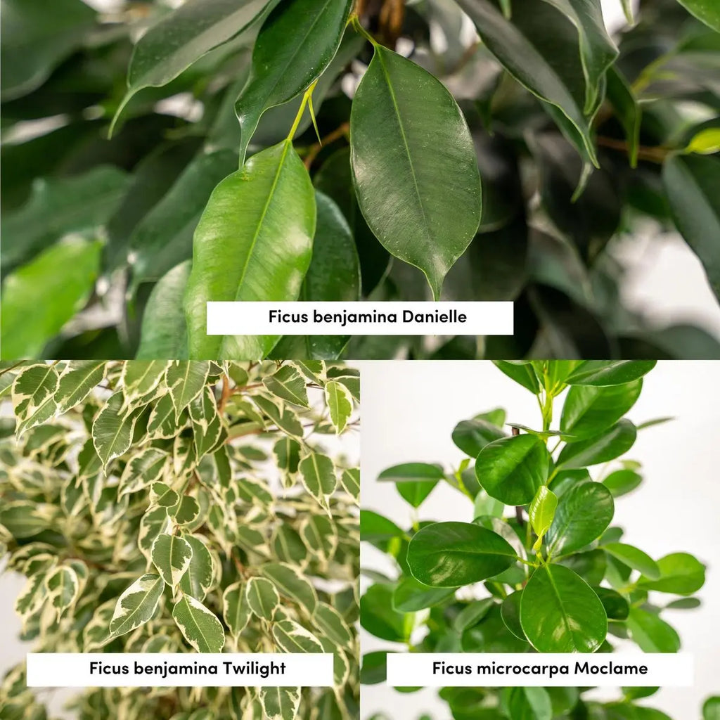 Nahaufnahme der Blätter der verschiedenen Arten Ficus benjamina Danielle, Twilight und Moclame