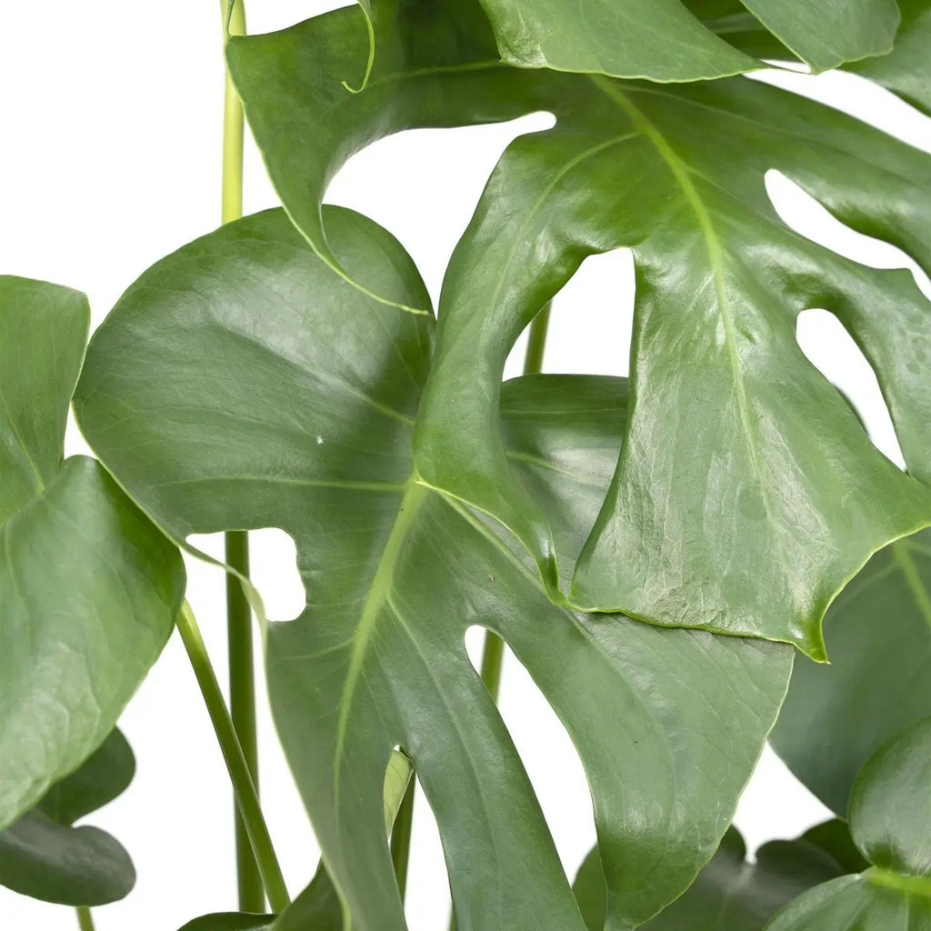 Monstera deliciosa Lochpflanze im Ø17 cm Topf, ca. 55 cm; Nahaufnahme der Blätter der Pflanze