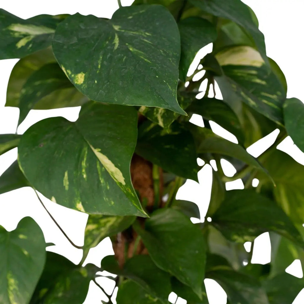 Drachenefeu Epipremnum aureum – grün-gelb panaschierte Blätter Nahaufnahme
