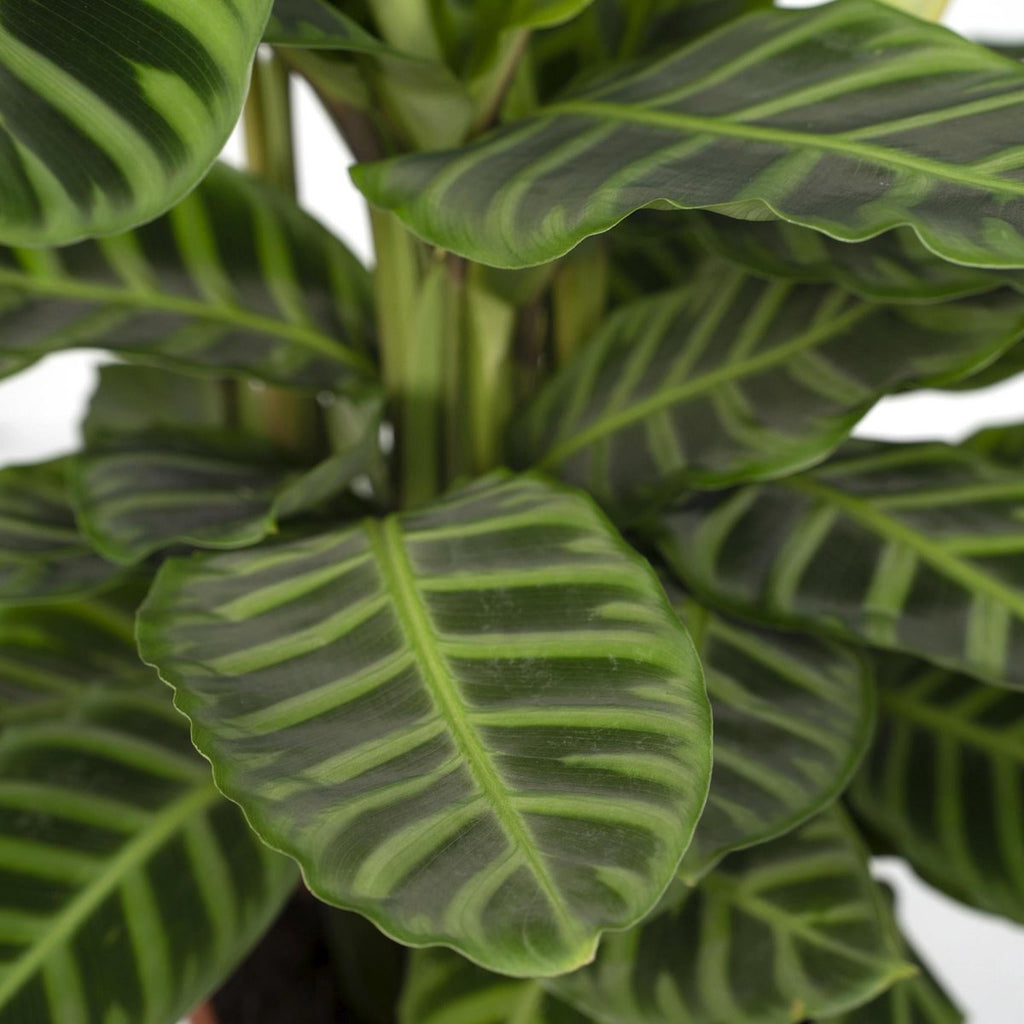 Nahaufnahme des Blattmusters der  Calathea Zebrina 