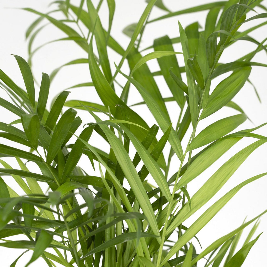 Nahaufnahme der Blätter der Pflanze Chamaedorea elegans (Bergpalme)