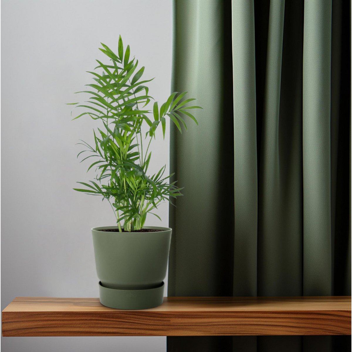 Chamaedorea elegans Zwergbergpalme Nahaufnahme Blätter im Übertopf