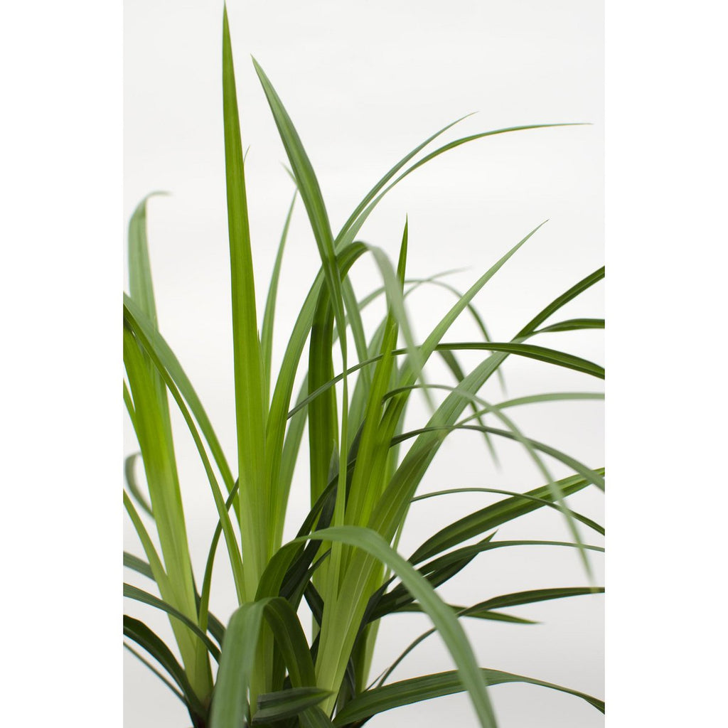 Zoom carex-morrowii-irish-green-lieferhoehe-30cm