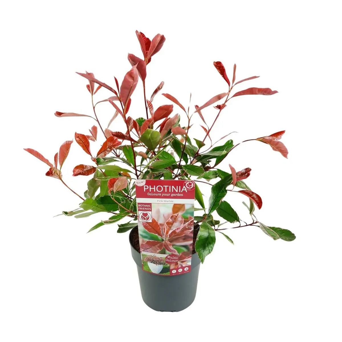 Glanzmispel ‘Pink Marble’ (Photinia × fraseri, syn. ‘Cassini’) - ↕30cm - Ø19cm - Pille Gartenwelt