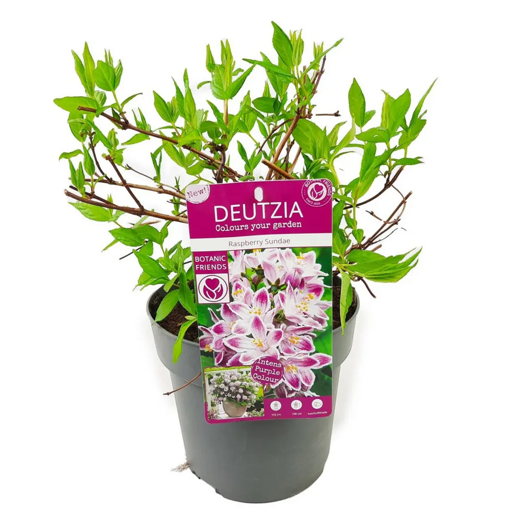 Maiblumenstrauch Deutzia 'Raspberry Sundae'® - ↕30cm - Ø19cm - Pille Gartenwelt