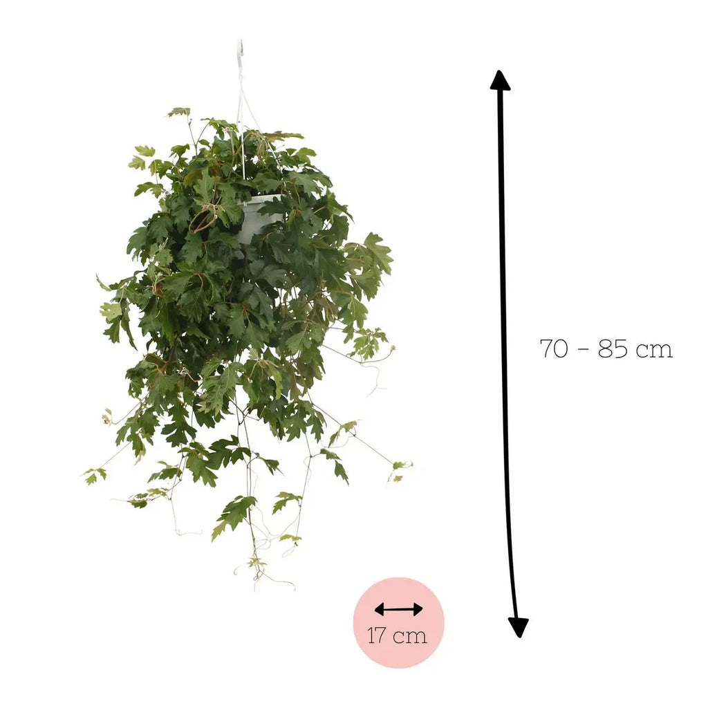 Cissus Ellen Danic - Ø17cm - ↕70cm MEERgroothandel Planten