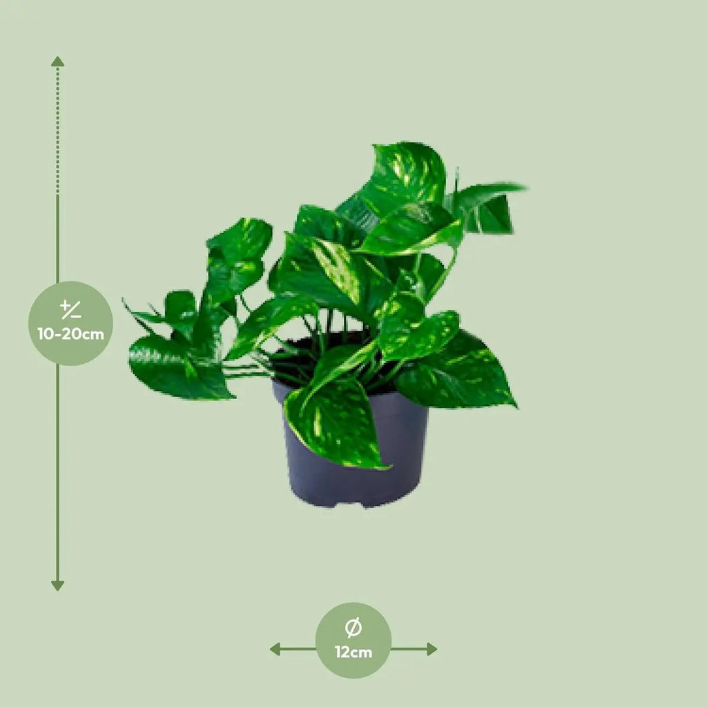 Efeutute Epipremnum golden - Ø12cm - ↕20cm