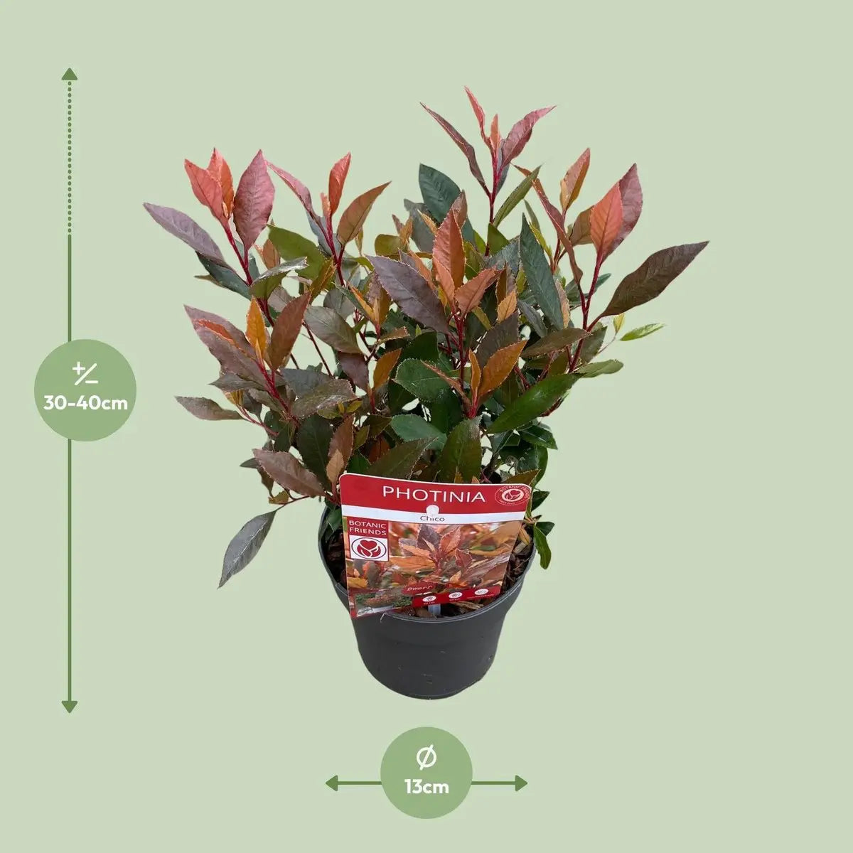 Glanzmispel ‘Red Robin’ (Photinia × fraseri) 'Chico'® | [P13-H20] - Pille Gartenwelt