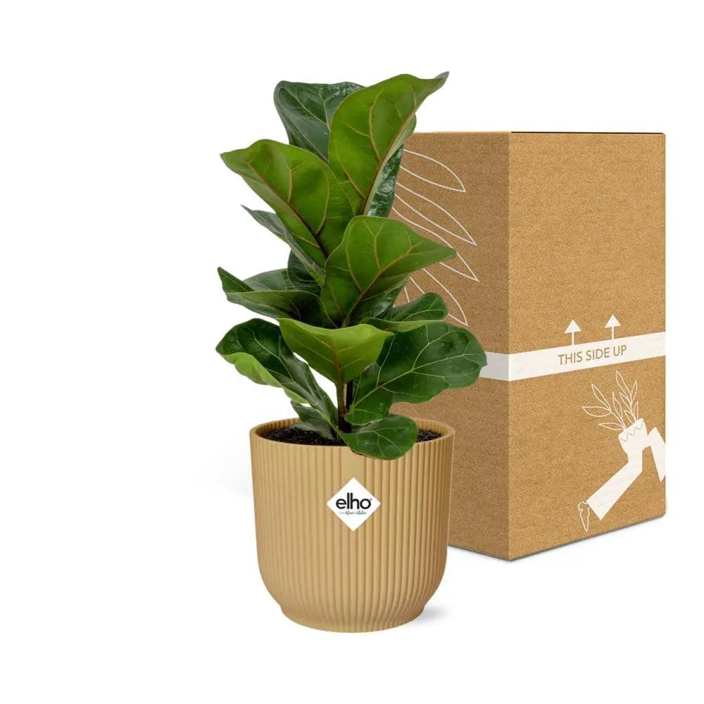Ficus lyrata „Bambino“ in Elho -Vibes Falten Sie 14 cm Geel MEERgroothandel Planten