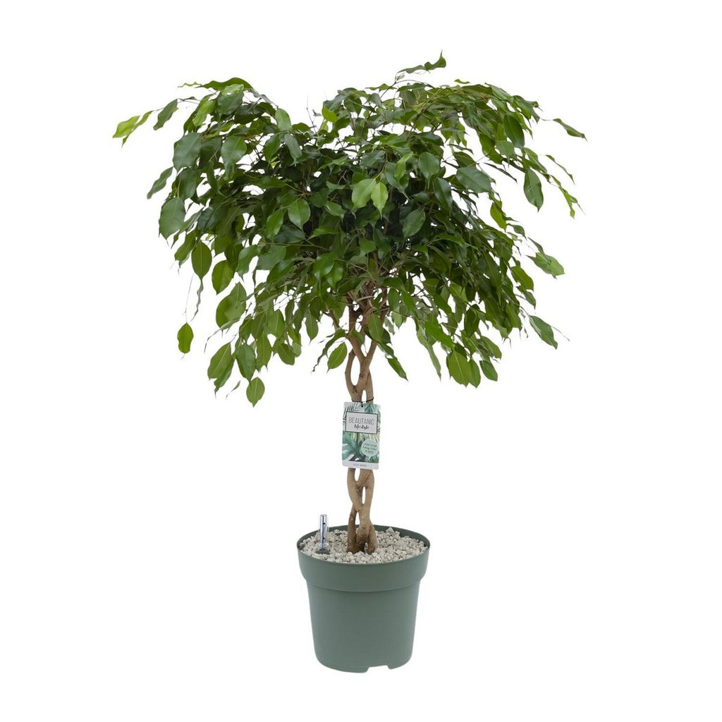XL Ficus adora / exotica – ca 100 cm hoch, Ø27 cm Topf, pflegeleichter Blickfang