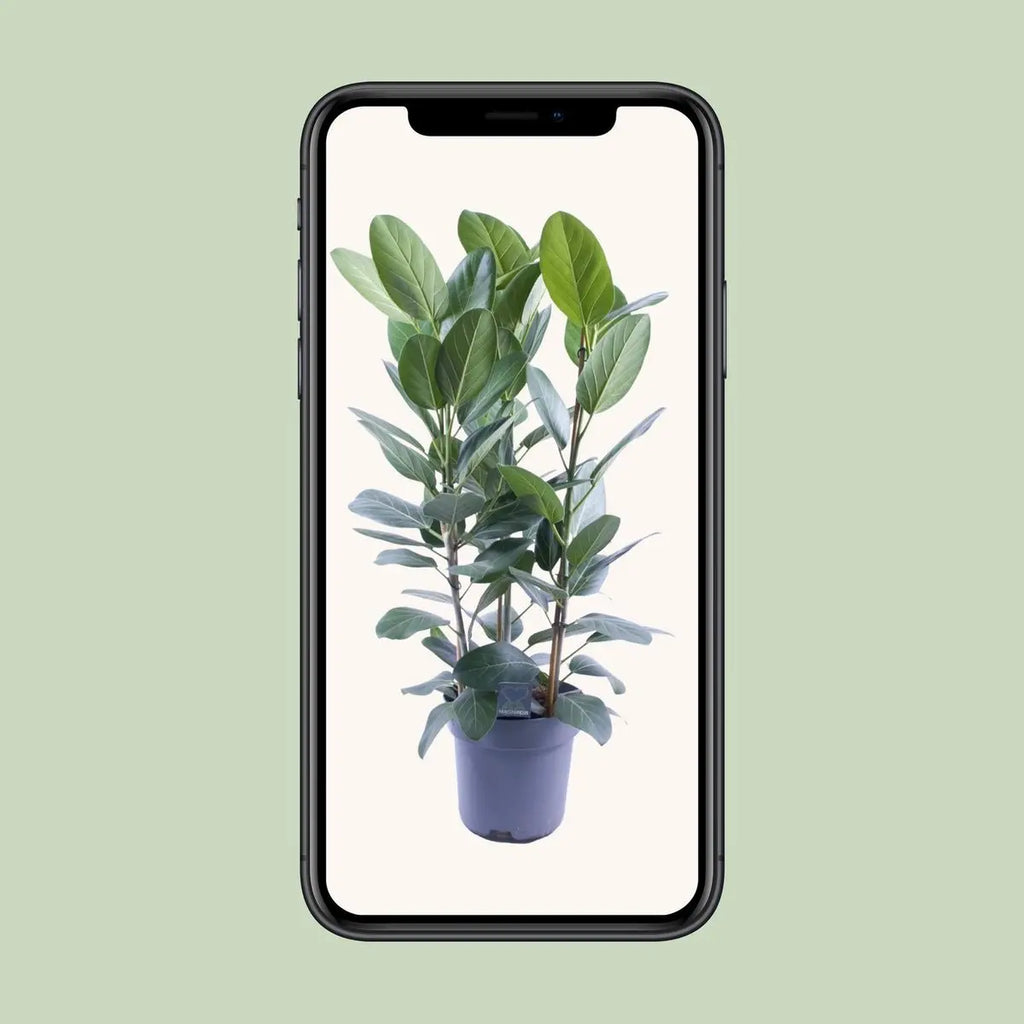 Ficus Audrey Tufft 3 Stecklinge - Ø27cm - ↕105 cm