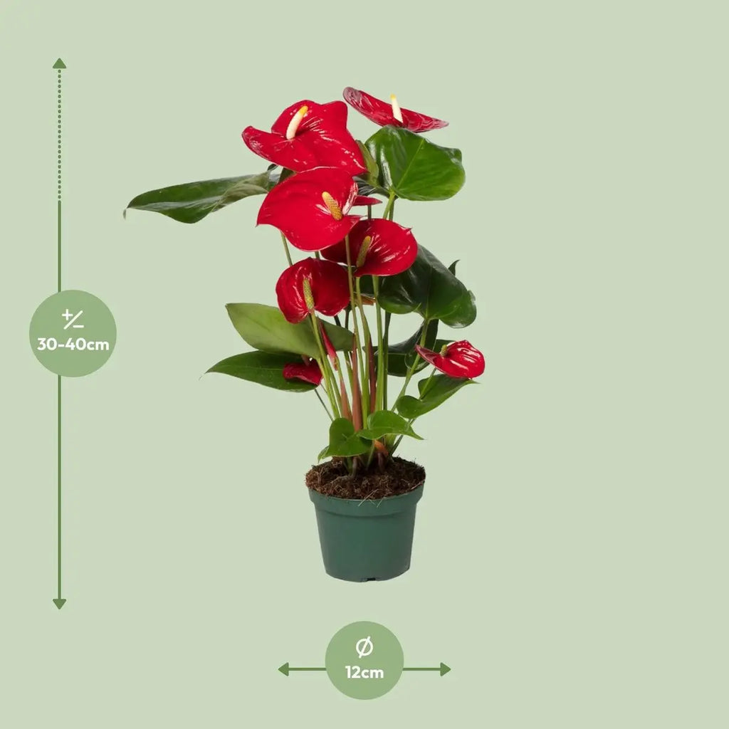 Flamingoblume Anthurium andreanum ‘Nevada’ - Ø12cm - ↕40 cm