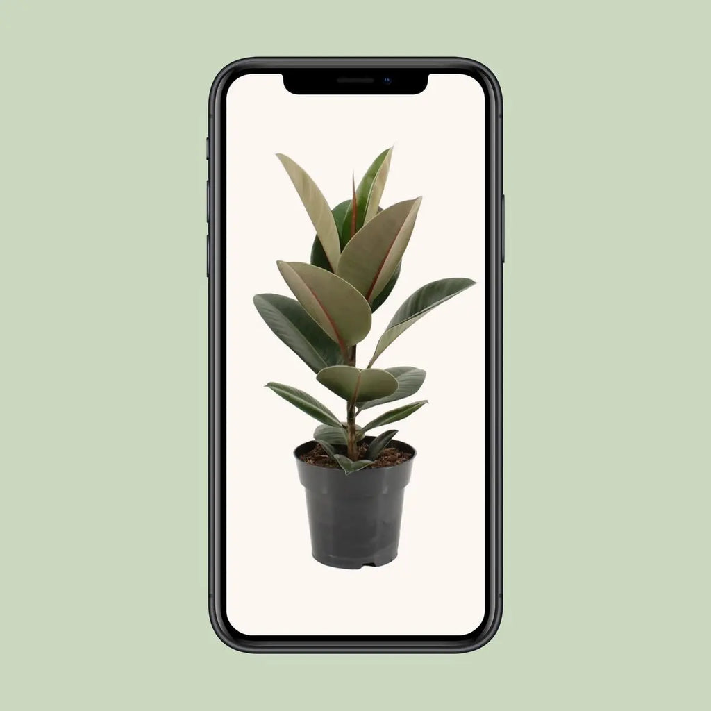 Ficus Sturdy Elastic - Ø17cm - ↕55 cm MEERgroothandel Planten