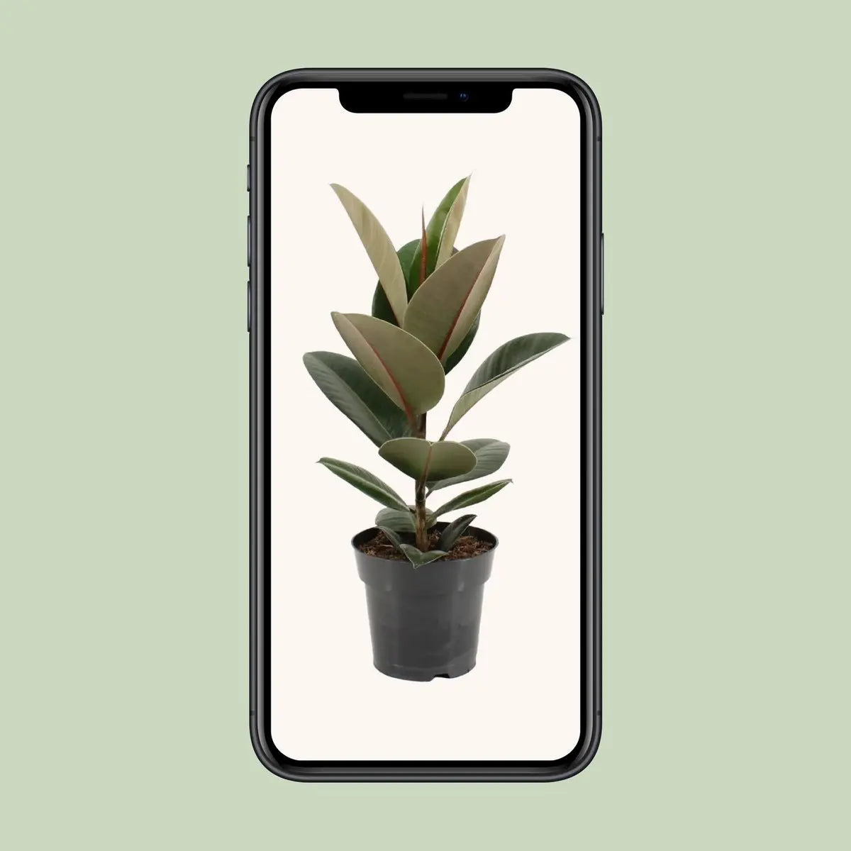 Ficus Sturdy Elastic - Ø17cm - ↕55 cm MEERgroothandel Planten