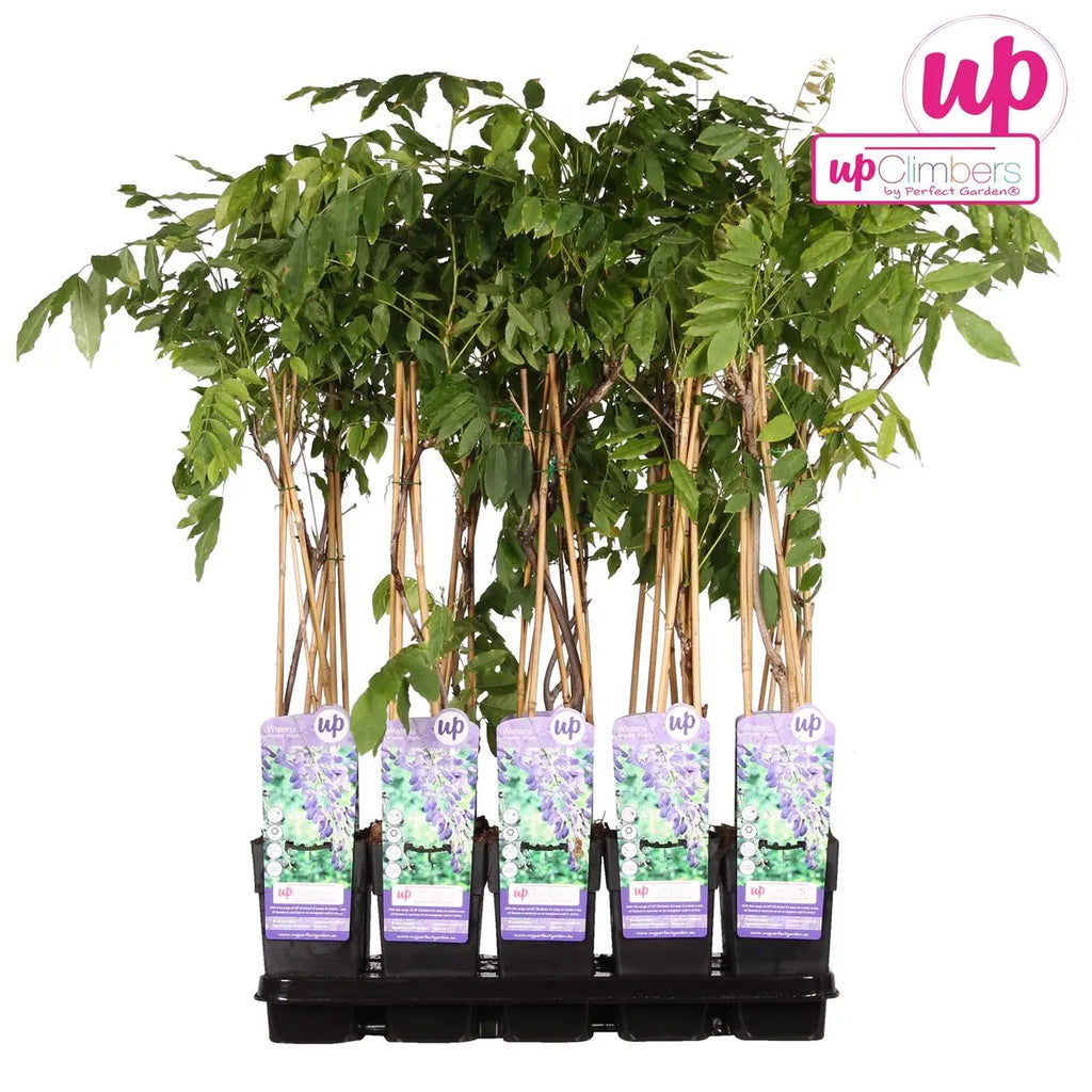 Wisteria sinensis 'prolific' - blauer Regen - Ø15 cm - ↕65 cm - Pille Gartenwelt