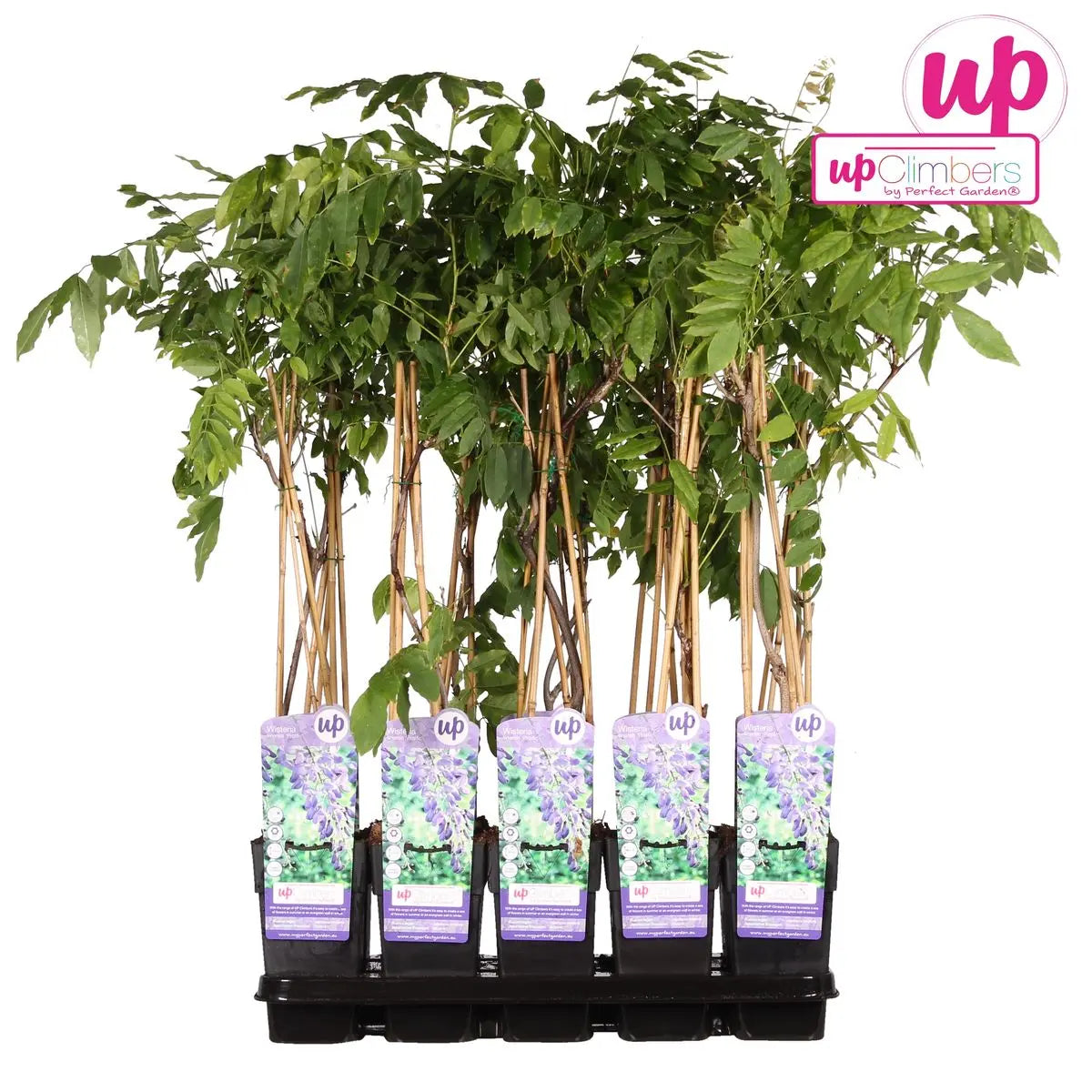 Wisteria sinensis 'prolific' - blauer Regen - Ø15 cm - ↕65 cm - Pille Gartenwelt