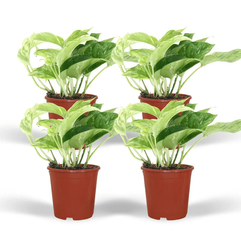 4 x panaschierte Efeutute | Epipremnum Marble Queen- ø12cm - ↕15cm - Pille Gartenwelt