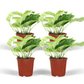 4 x panaschierte Efeutute | Epipremnum Marble Queen- ø12cm - ↕15cm - Pille Gartenwelt