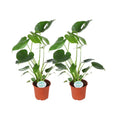 Monstera Deliciosa - 2 Stück - Ø14cm - ↕45cm MEERgroothandel Planten