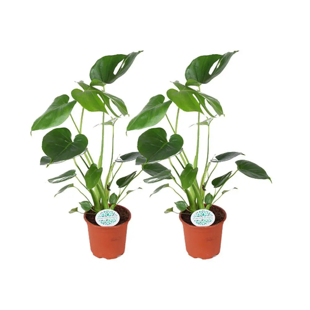 Monstera Deliciosa - 2 Stück - Ø14cm - ↕45cm MEERgroothandel Planten