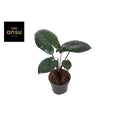 Alocasia Chocolate Green [P12-H27] | Exotisches Blattwerk