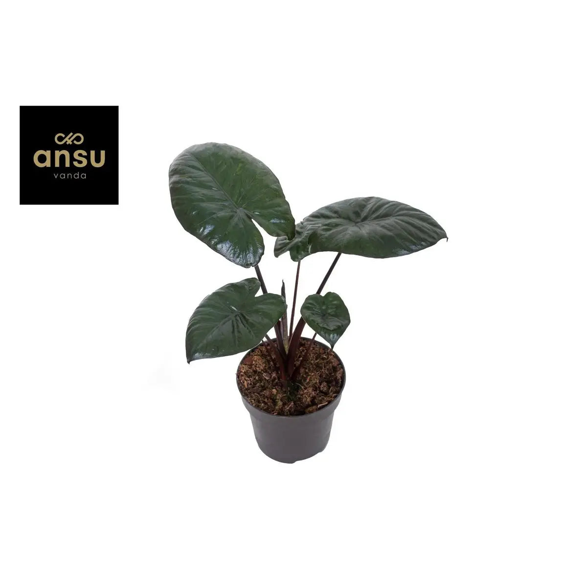 Alocasia Chocolate Green [P12-H27] | Exotisches Blattwerk