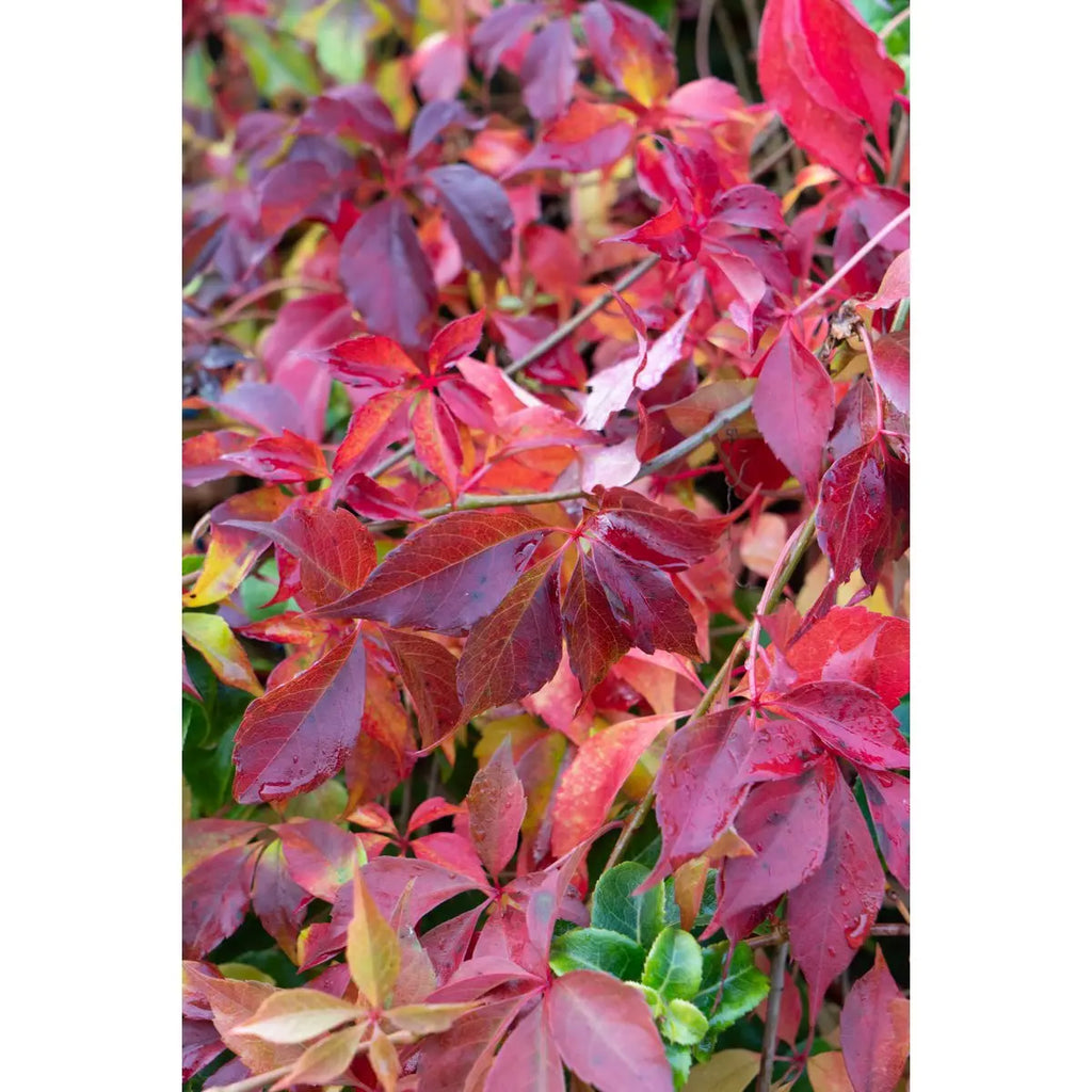 Wilder Wein Parthenocissus Henryana - Chinesische Jungfernrebe - Ø15cm - ↕65 cm - Pille Gartenwelt