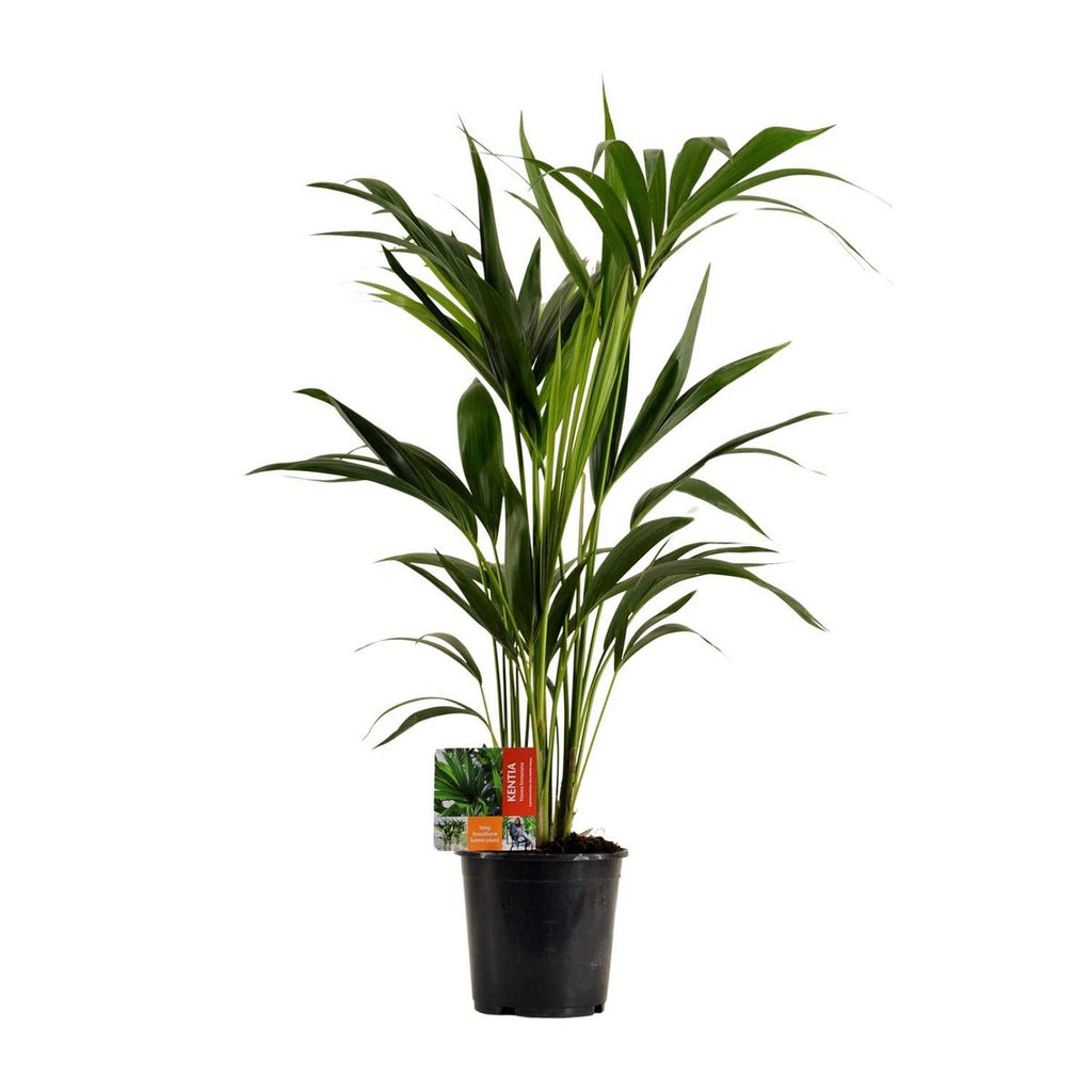 Palme Howea Leinets - Ø19cm - ↕100 cm | Kentia Palme