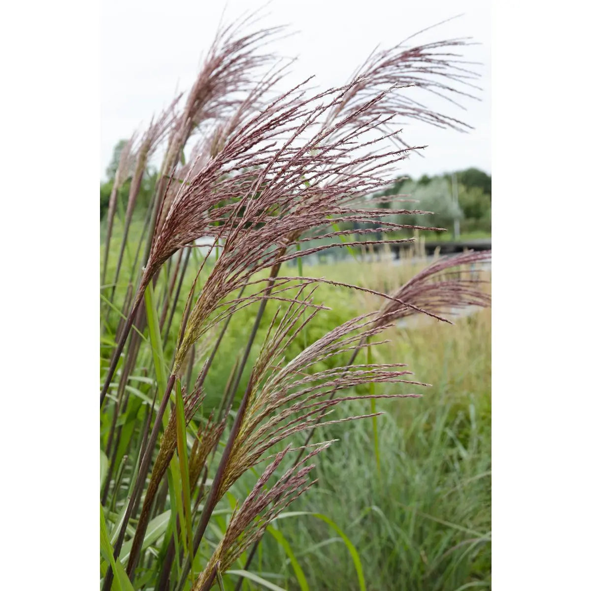 Miscanthus sinensis Ferner Osten - Ø19 - ↨50 cm Zier-Gras - Pille Gartenwelt