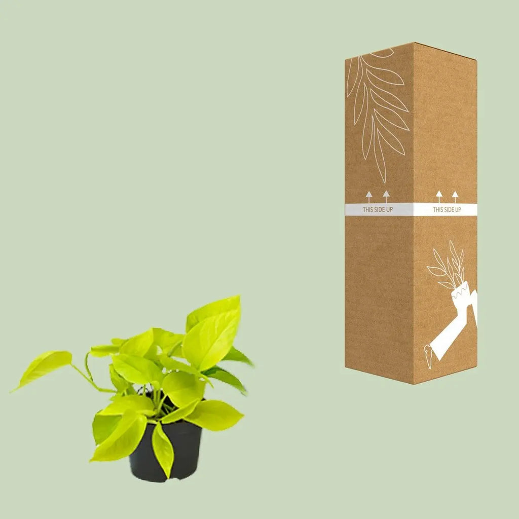 Epipremnum Golden Pothos - Scindapsus - Ø12 - ↕15 cm