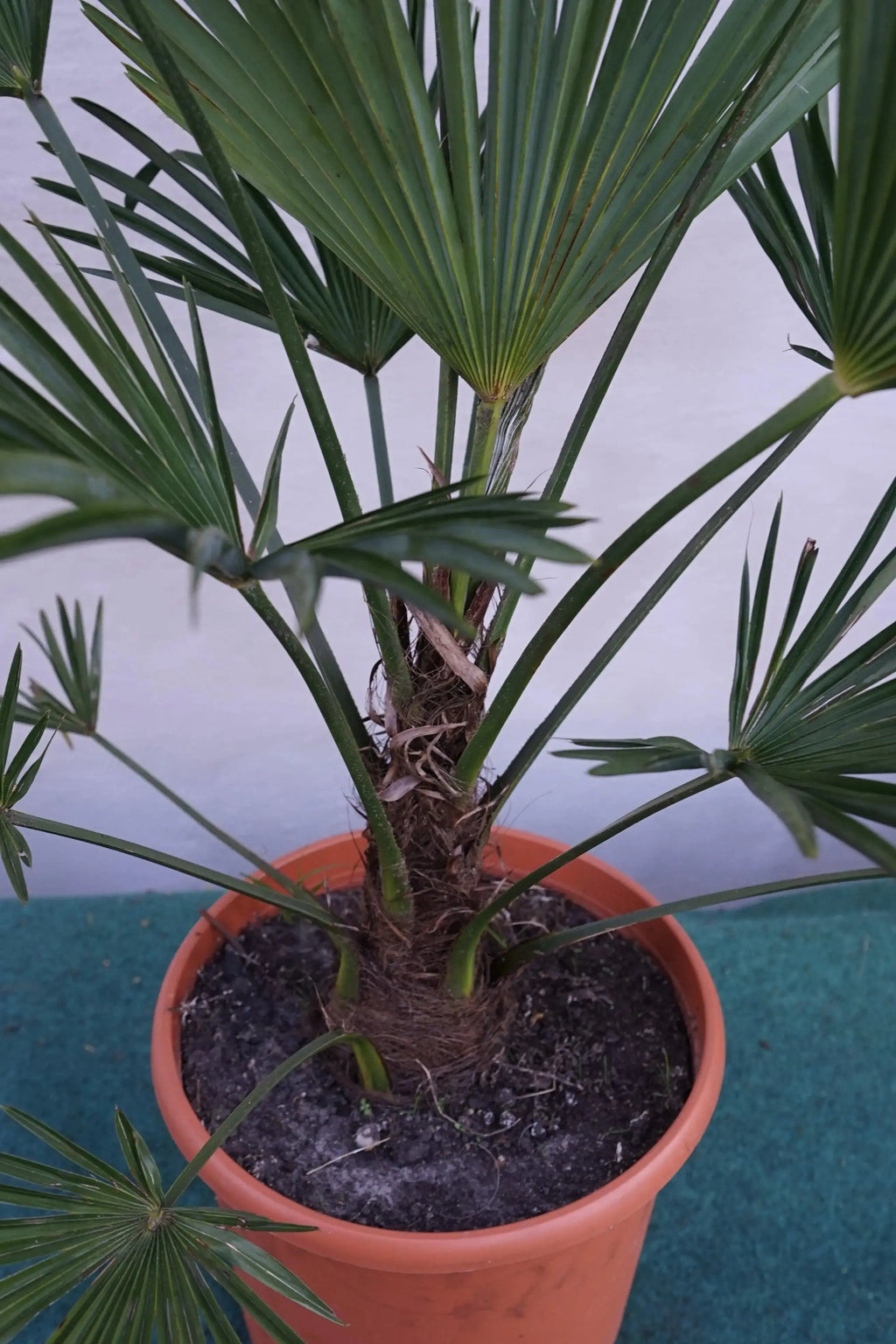 Trachycarpus wagnerianus - Wagner Hanfpalme aus Freilandzucht Sachsenpalmen