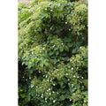3x - Hydrangea petiolaris - ↨65cm - Ø15 MEERgroothandel Planten