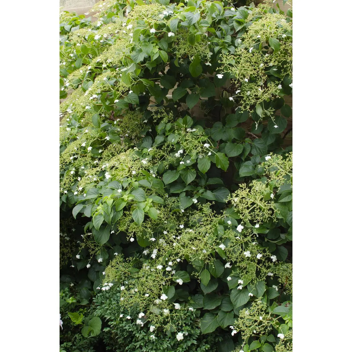 3x - Hydrangea petiolaris - ↨65cm - Ø15 MEERgroothandel Planten