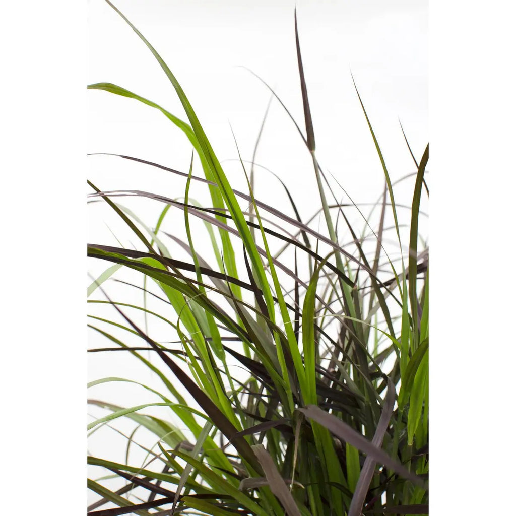 Pennisetum advena 'Summer Samba'  'Sommer Samba' - Ø19cm - ↕50cm | Lampenputzer Gras