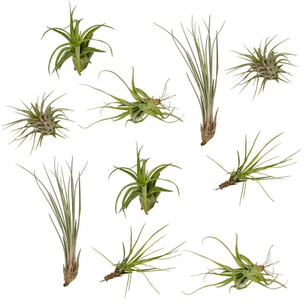 „Tillandsia Air Mix 10 Stück – Luftpflanzen Ø6 cm – dekorativ ohne Erde“