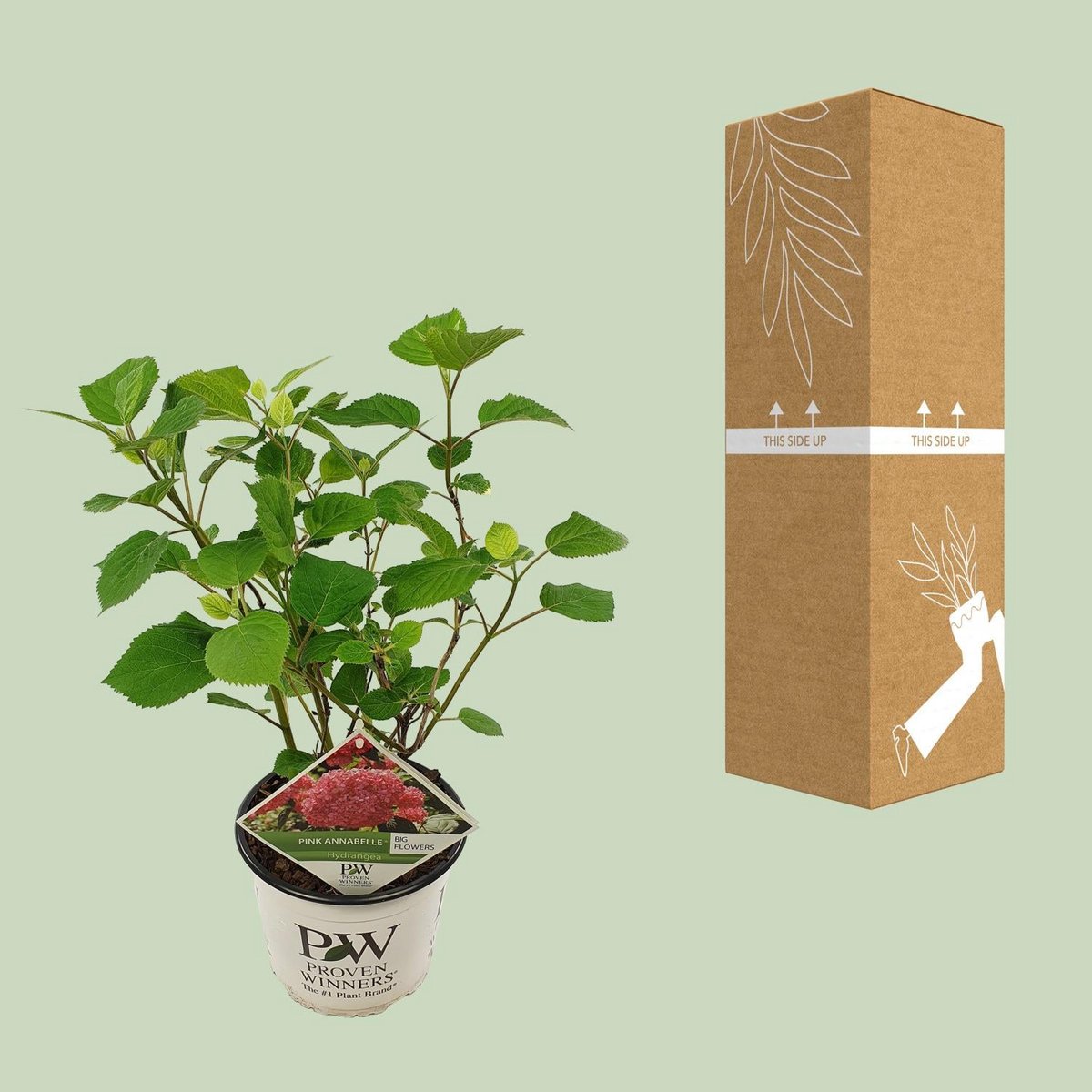 Schneeball-Hortensie Hydrangea arborescens 'Pink Annabell'® | Pinke Farbenpracht  Ø 19  ↕ 30 cm