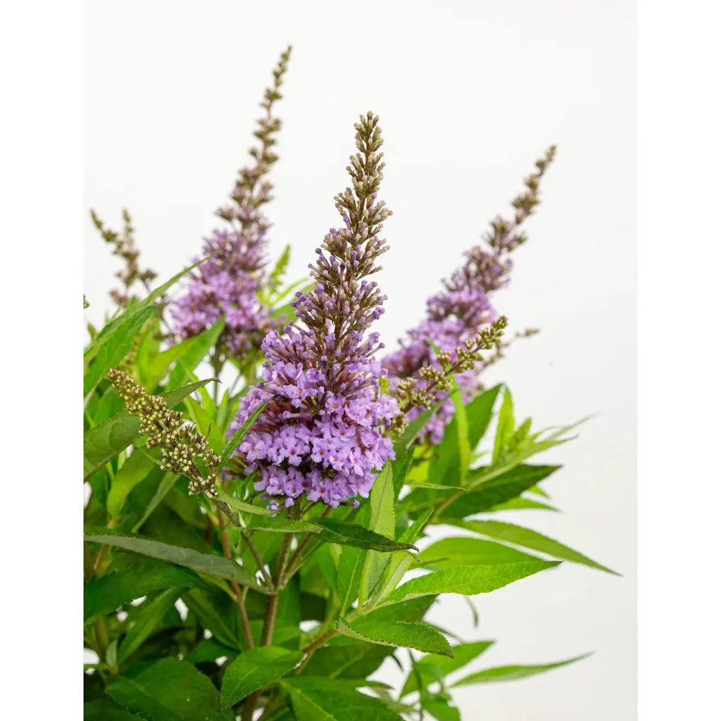 Zwerg-Sommerflieder Buddleja Dav. 'Butterfly Candy Little Lila' - Ø19cm - ↕25 cm - Pille Gartenwelt